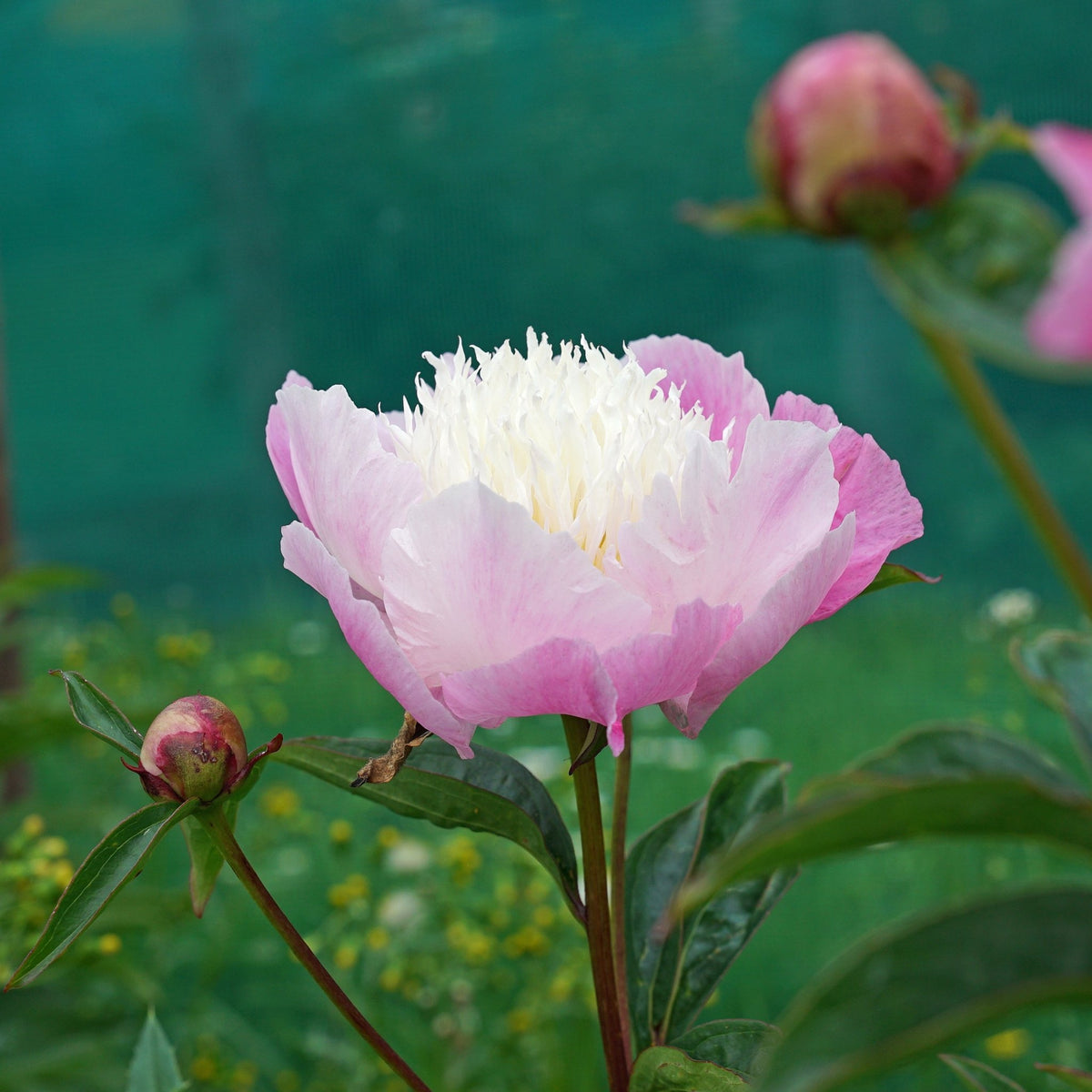 Peony She's My Star - roze pioenroos - Fluwel