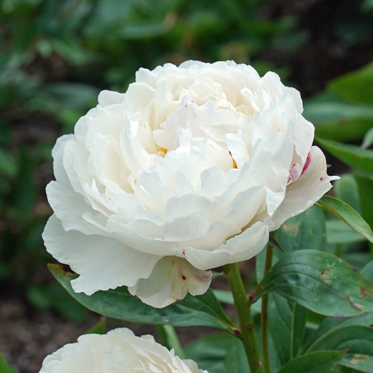 Peony White Lullaby