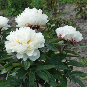 Peony White Lullaby