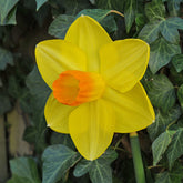 Pompiere