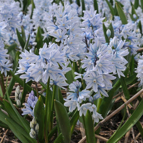 Puschkinia libanotica | white and blue puschkinia flowers