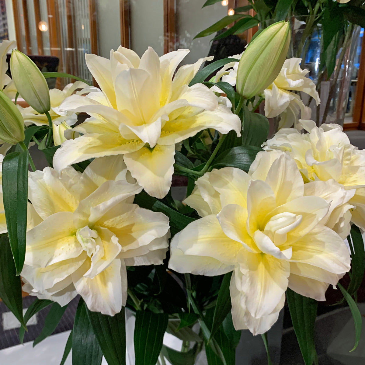 Lilium Roselily Ludwina