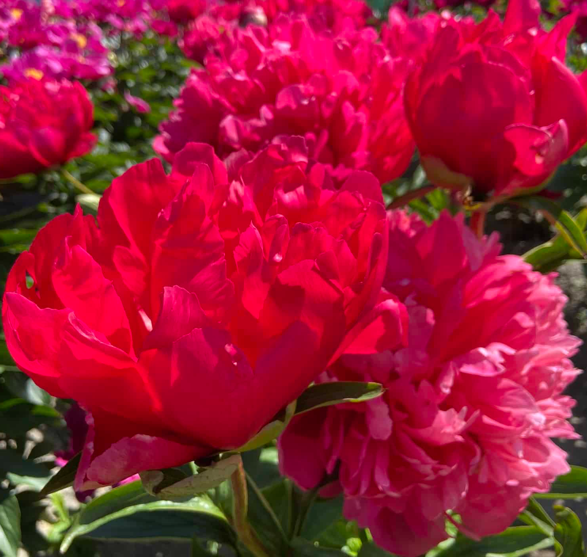 Peony Belgravia