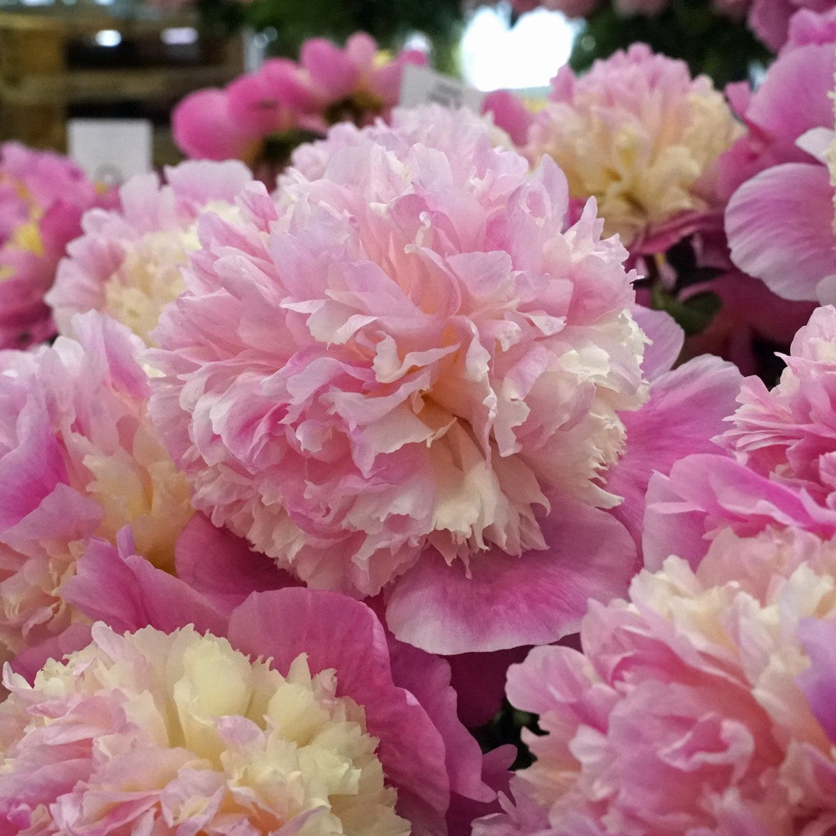 Peony Sorbet