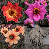 Dahlia Happy Treesome