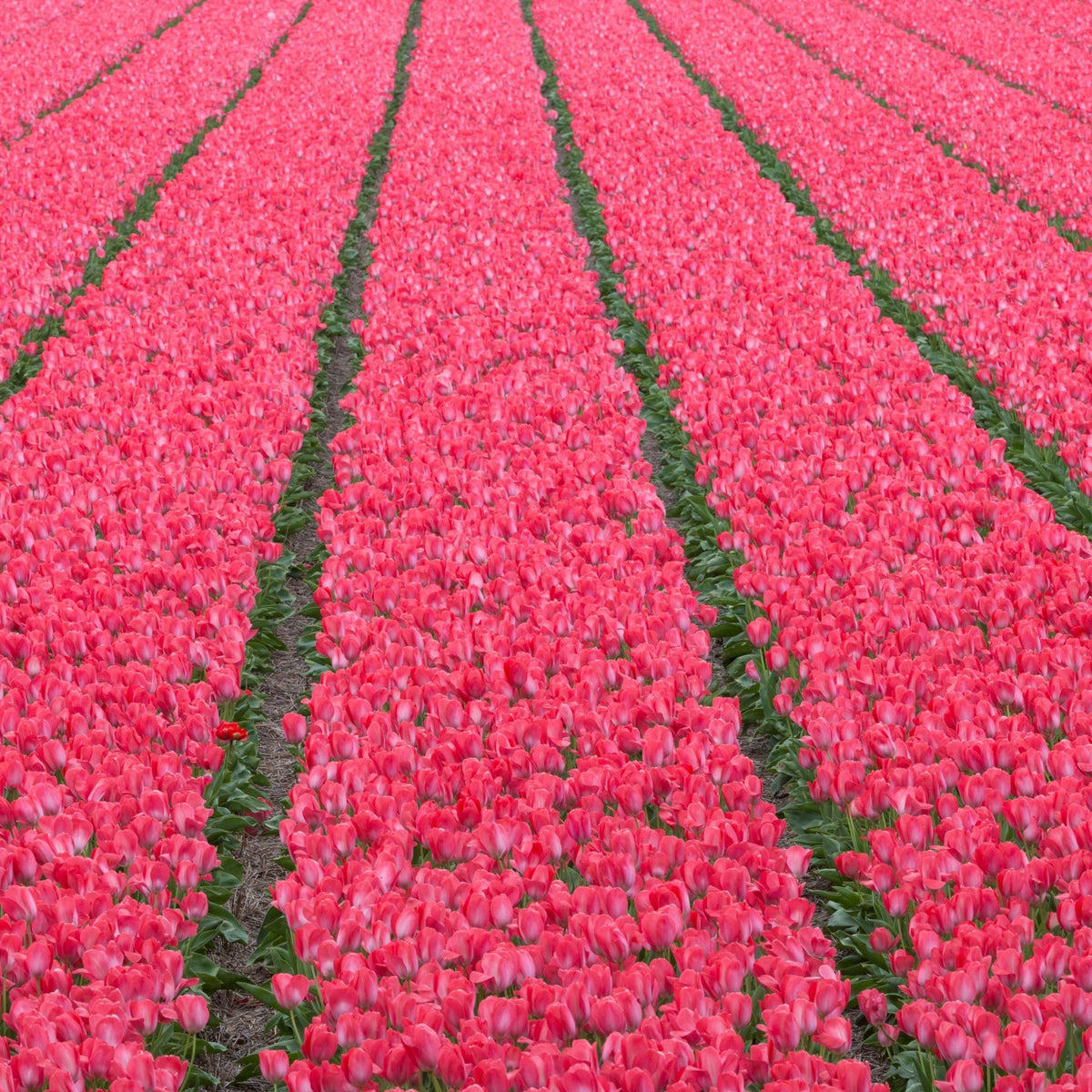 Van Eijk
