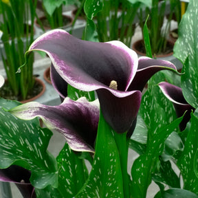 Zantedeschia Dubai Nights
