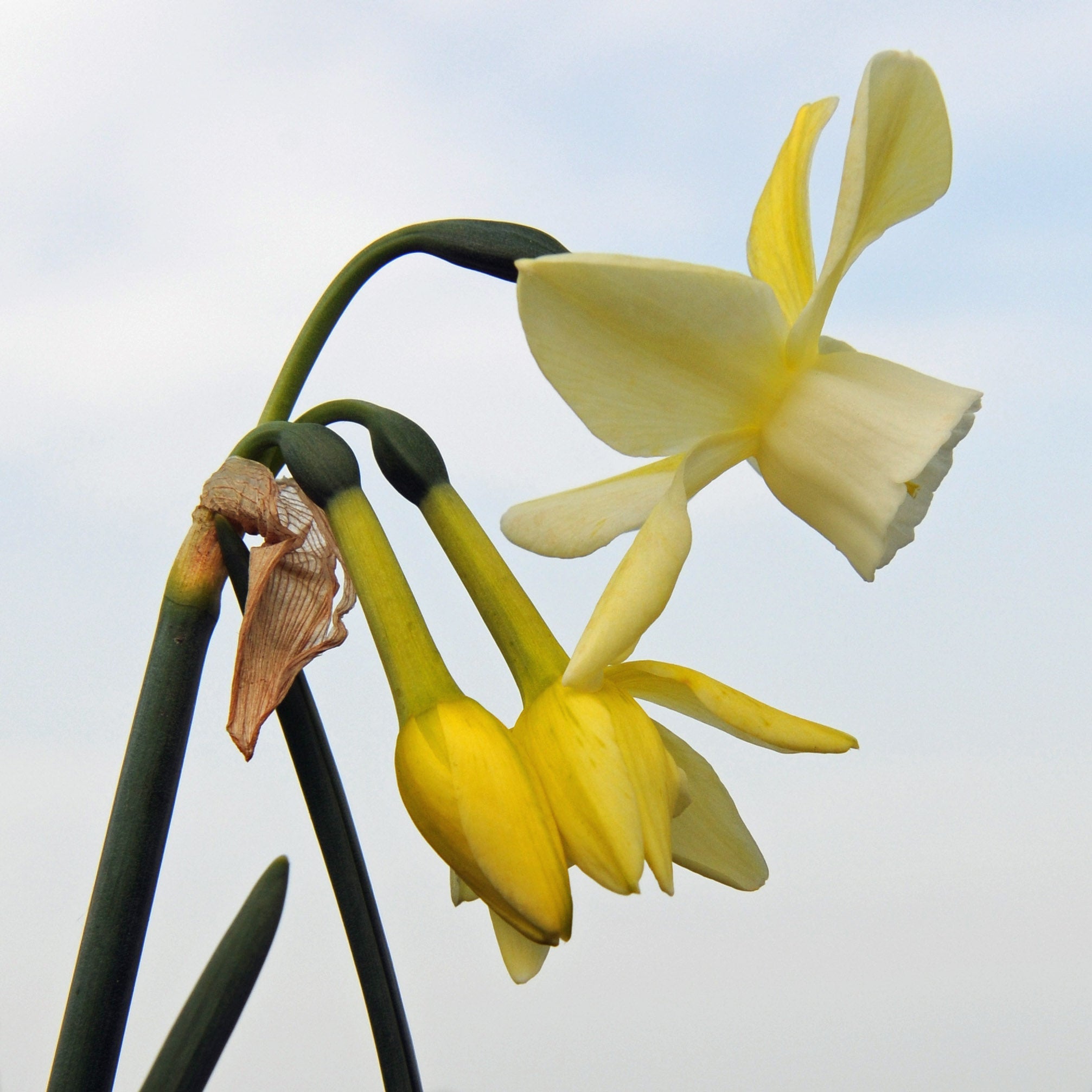 Abbey Road - wit-gele Triandrus narcis - Fluwel
