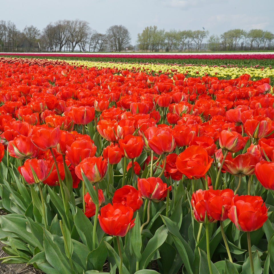 Akebono Rood - Tulips - Fluwel
