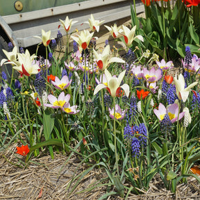 Aladdin's Carpet™ - Mixes - Fluwel