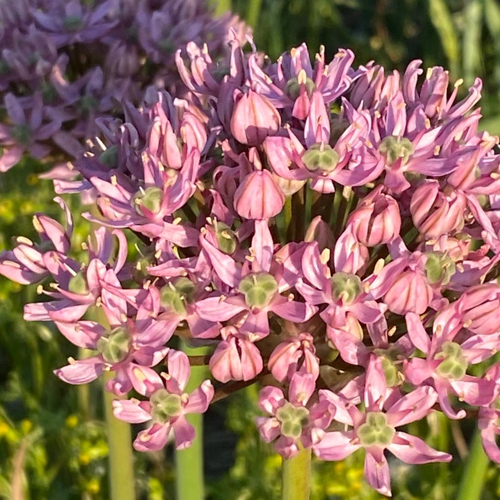 Allium Pink Jewel - Alliums - Fluwel