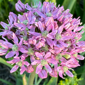 Allium Pink Jewel - Alliums - Fluwel