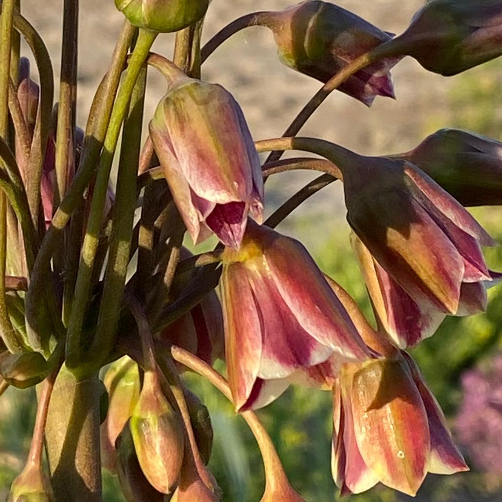 Allium siculum - Alliums - Fluwel