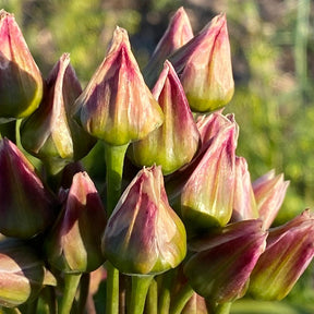 Allium siculum - Alliums - Fluwel