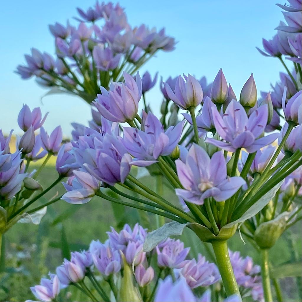 Allium unifolium - Alliums - Fluwel