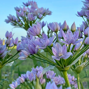 Allium unifolium - Alliums - Fluwel