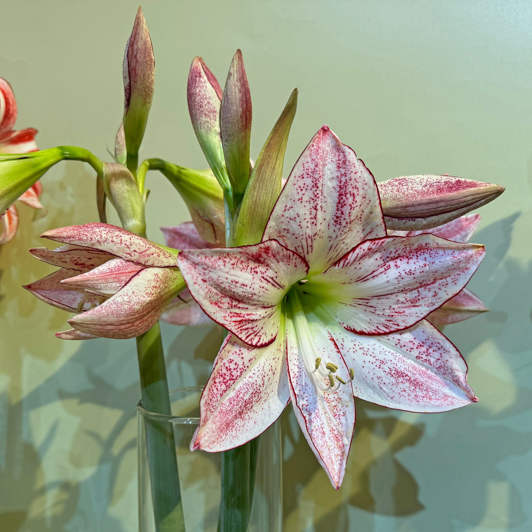 Amaryllis 1.000 stars - Amaryllis - Fluwel