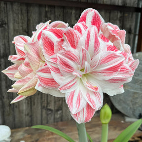 Amaryllis Amazing Belle - Amaryllis - Fluwel
