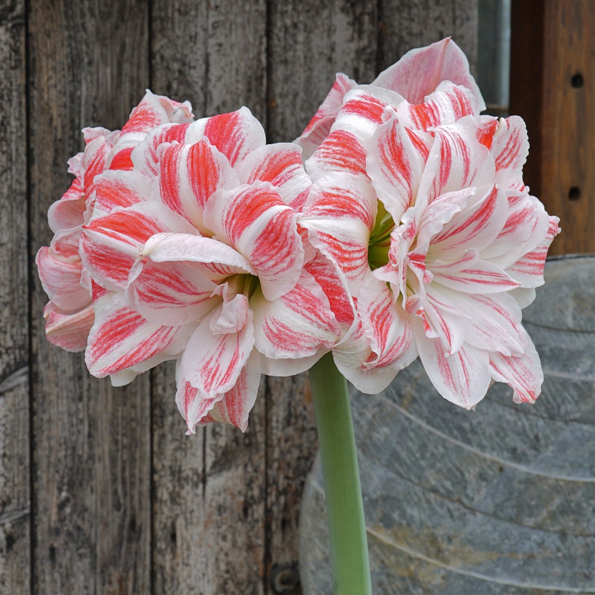 Amaryllis Amazing Belle - meerkleurige amaryllis - Fluwel