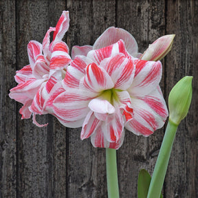 Amaryllis Amazing Belle - Amaryllis - Fluwel