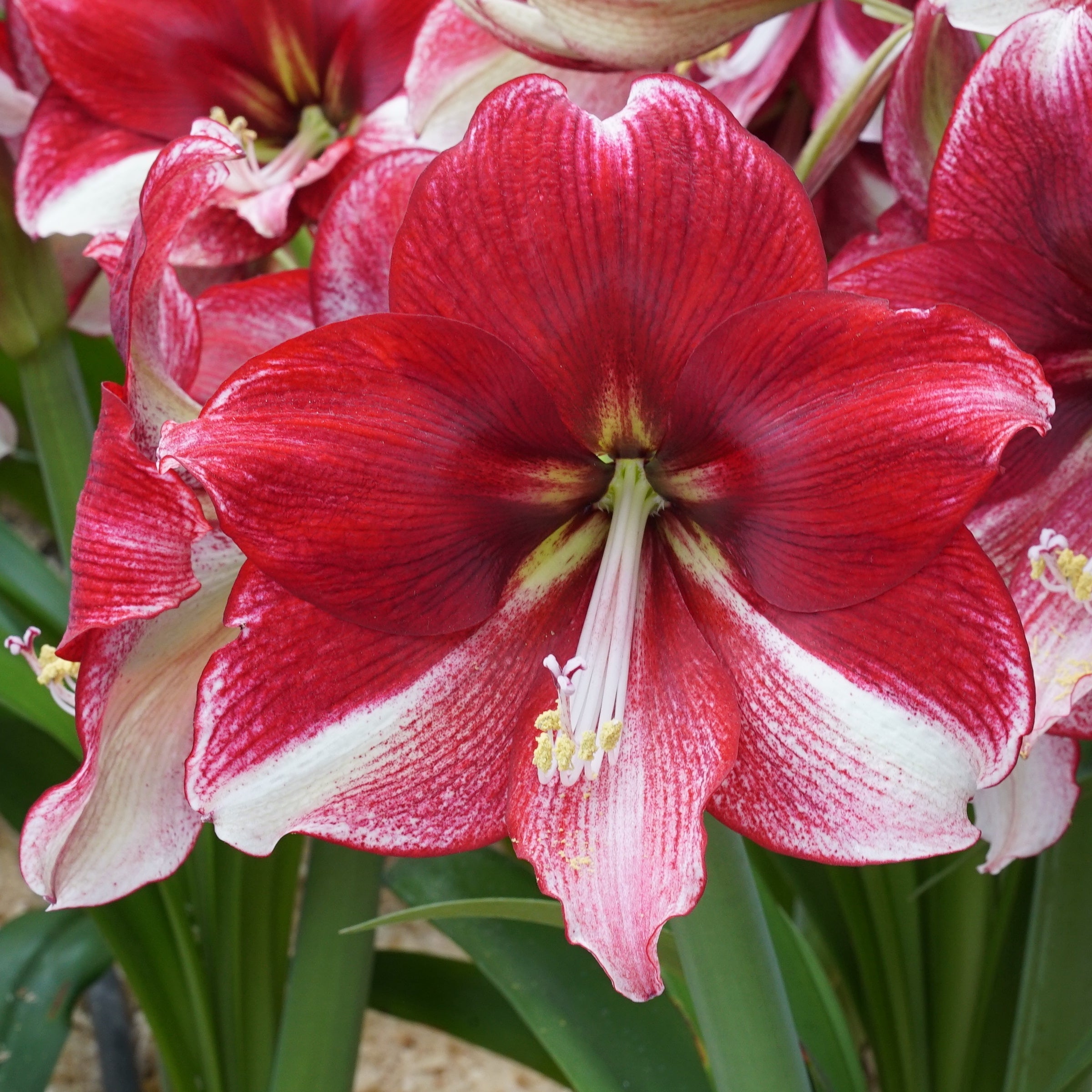 Amaryllis American Dream - Amaryllis - Fluwel