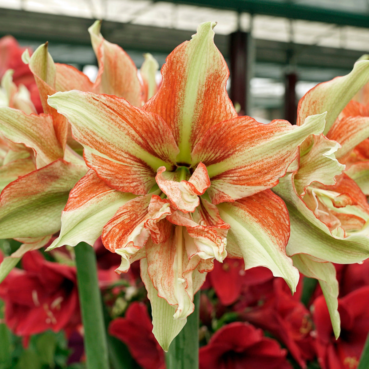 Amaryllis Bentley - Amaryllis - Fluwel