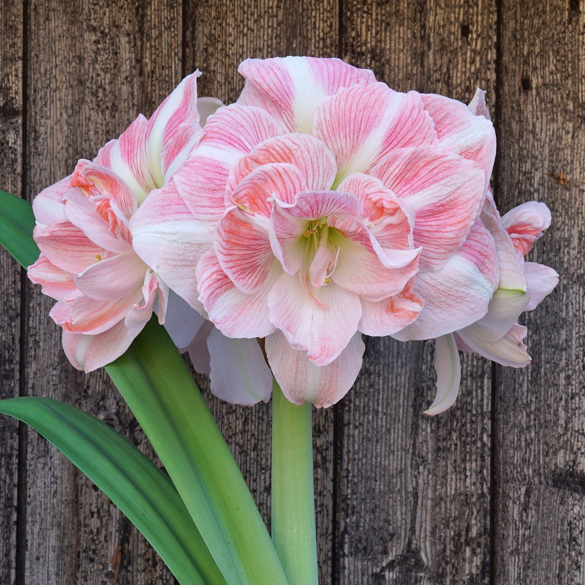 Amaryllis Blossom Nymph - Amaryllis - Fluwel