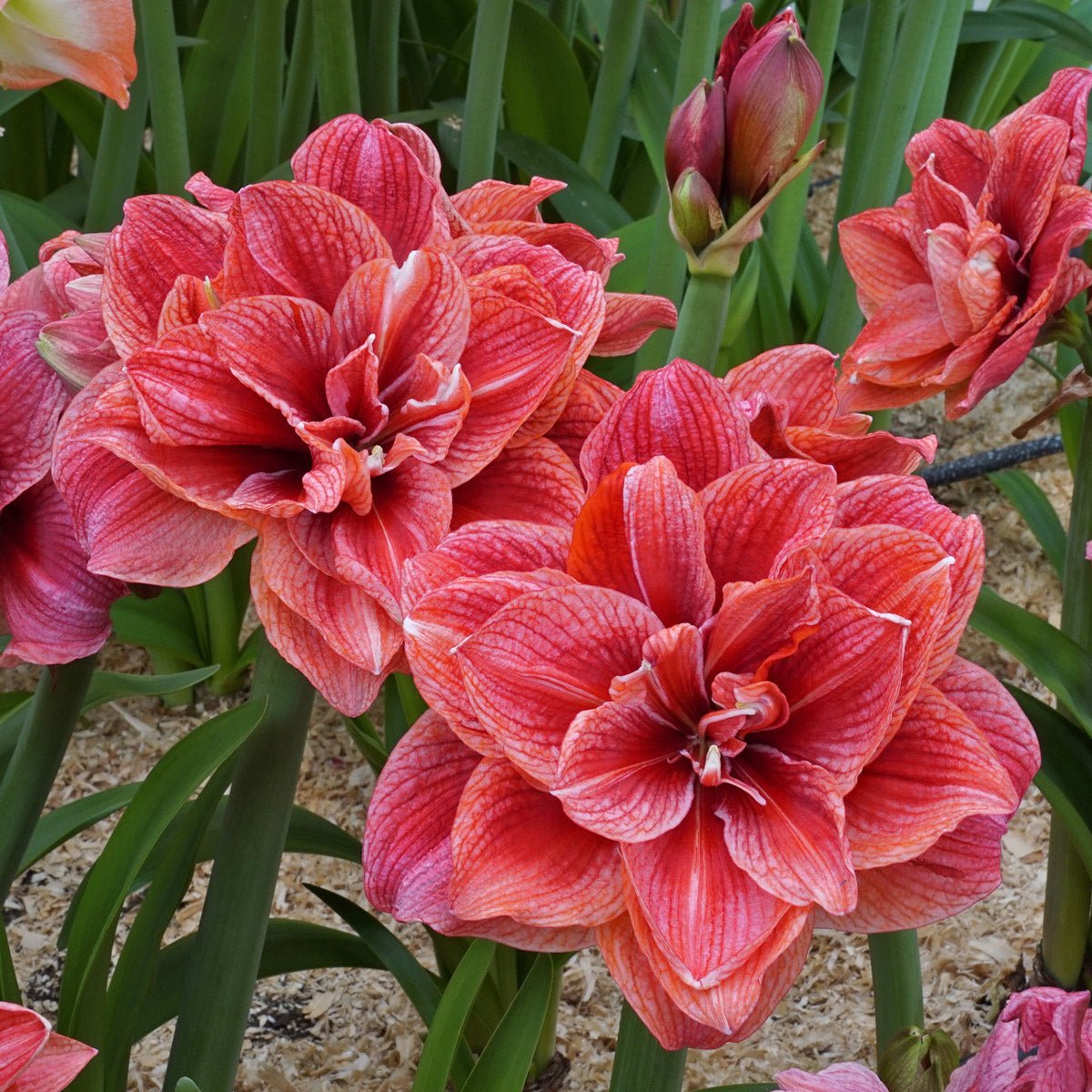 Amaryllis Cherry Amadeus - Amaryllis - Fluwel