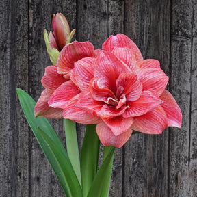 Amaryllis Cherry Amadeus - Amaryllis - Fluwel