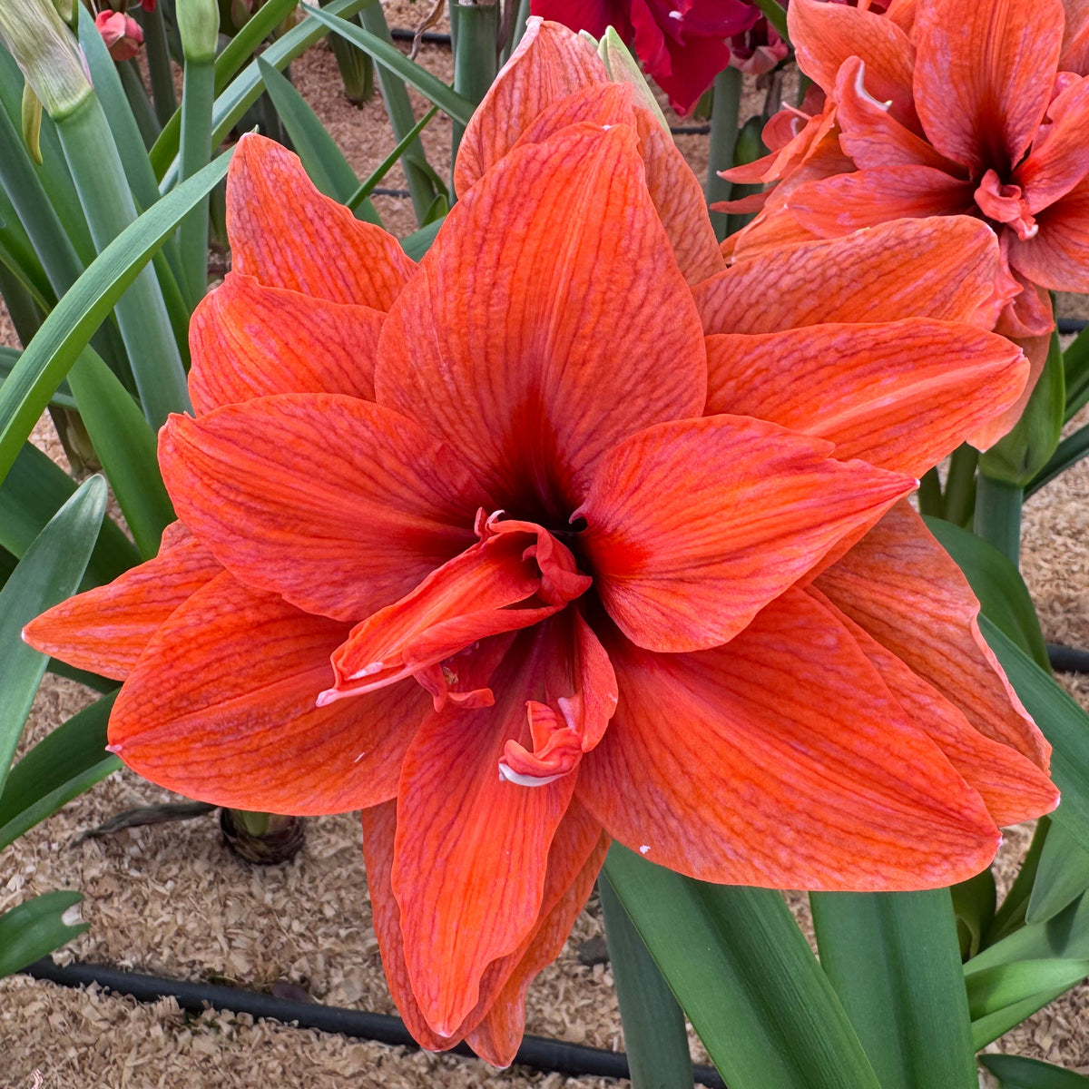 Amaryllis Flamazing Majesty - Amaryllis - Fluwel