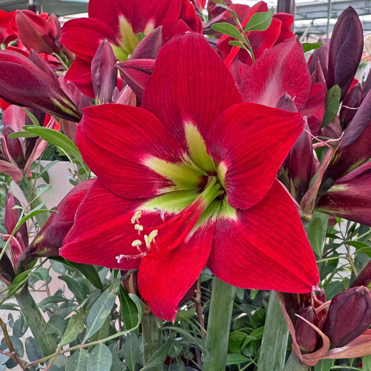 Amaryllis Ibiza - Amaryllis - Fluwel