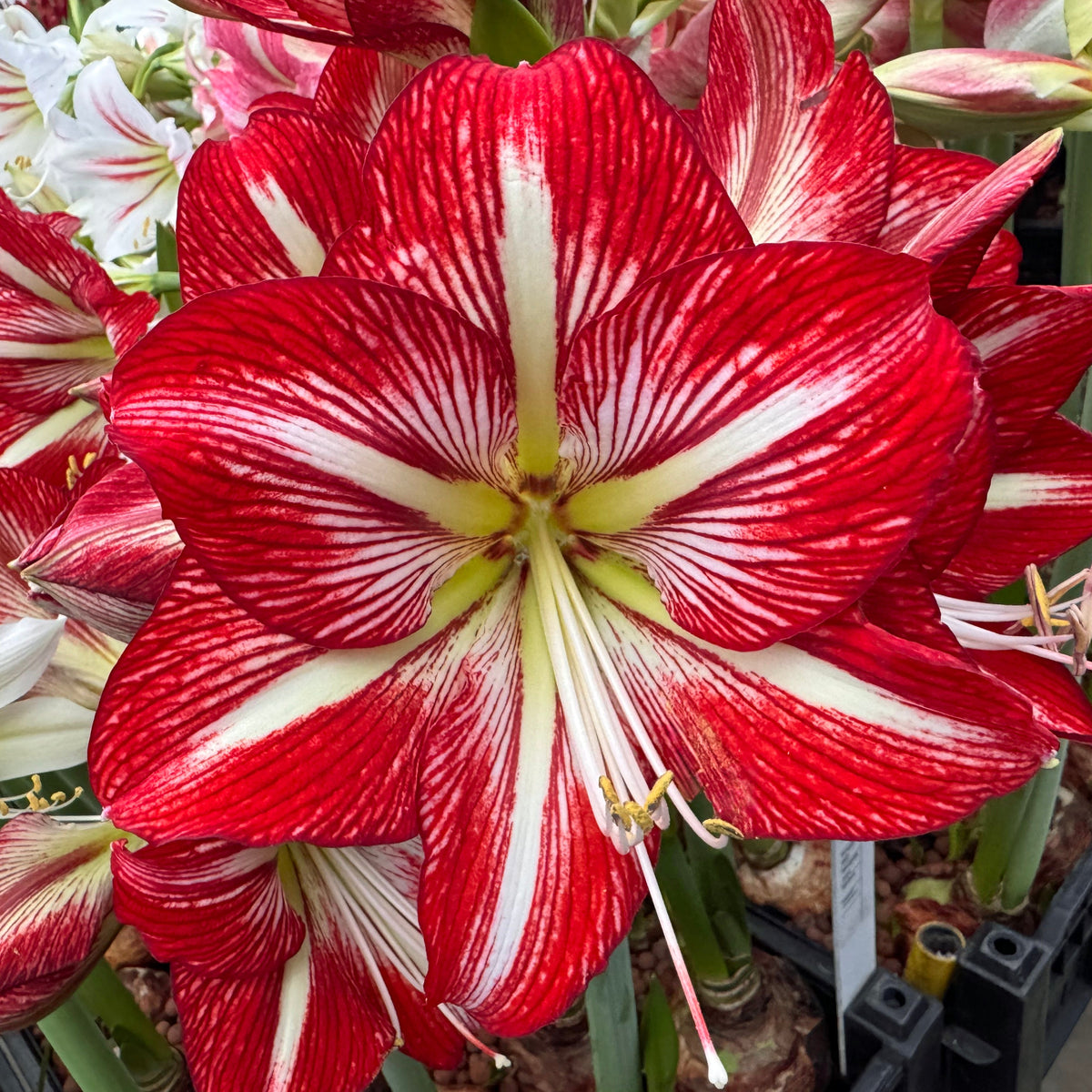 Amaryllis Lynx - Amaryllis - Fluwel