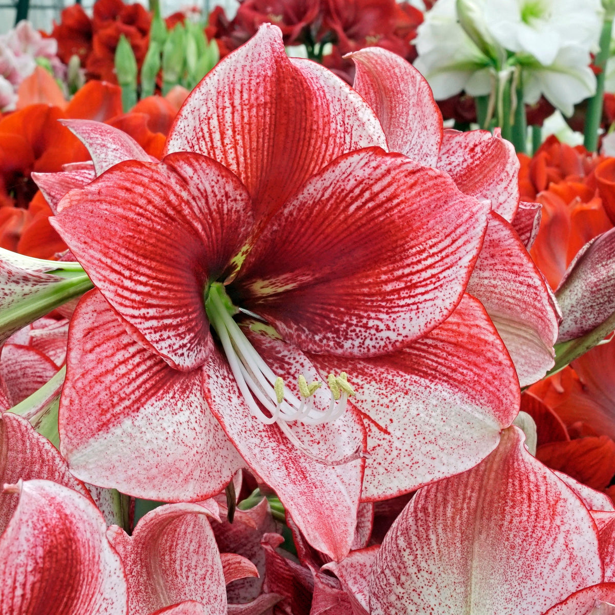Amaryllis Maestro - Amaryllis - Fluwel