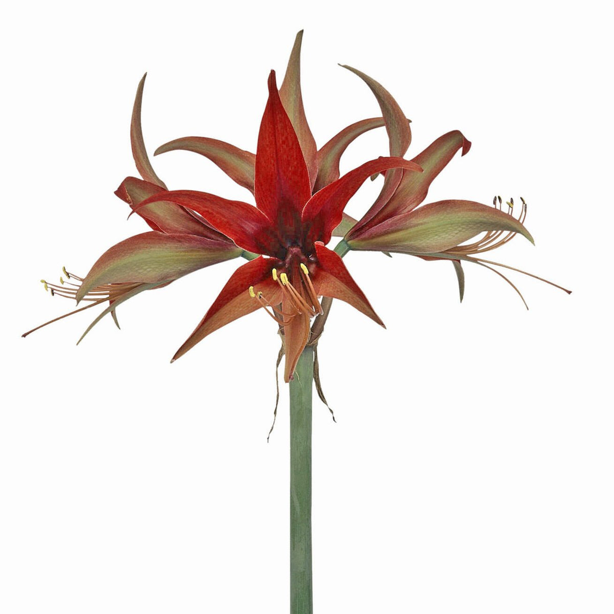Amaryllis Merengue - Amaryllis - Fluwel