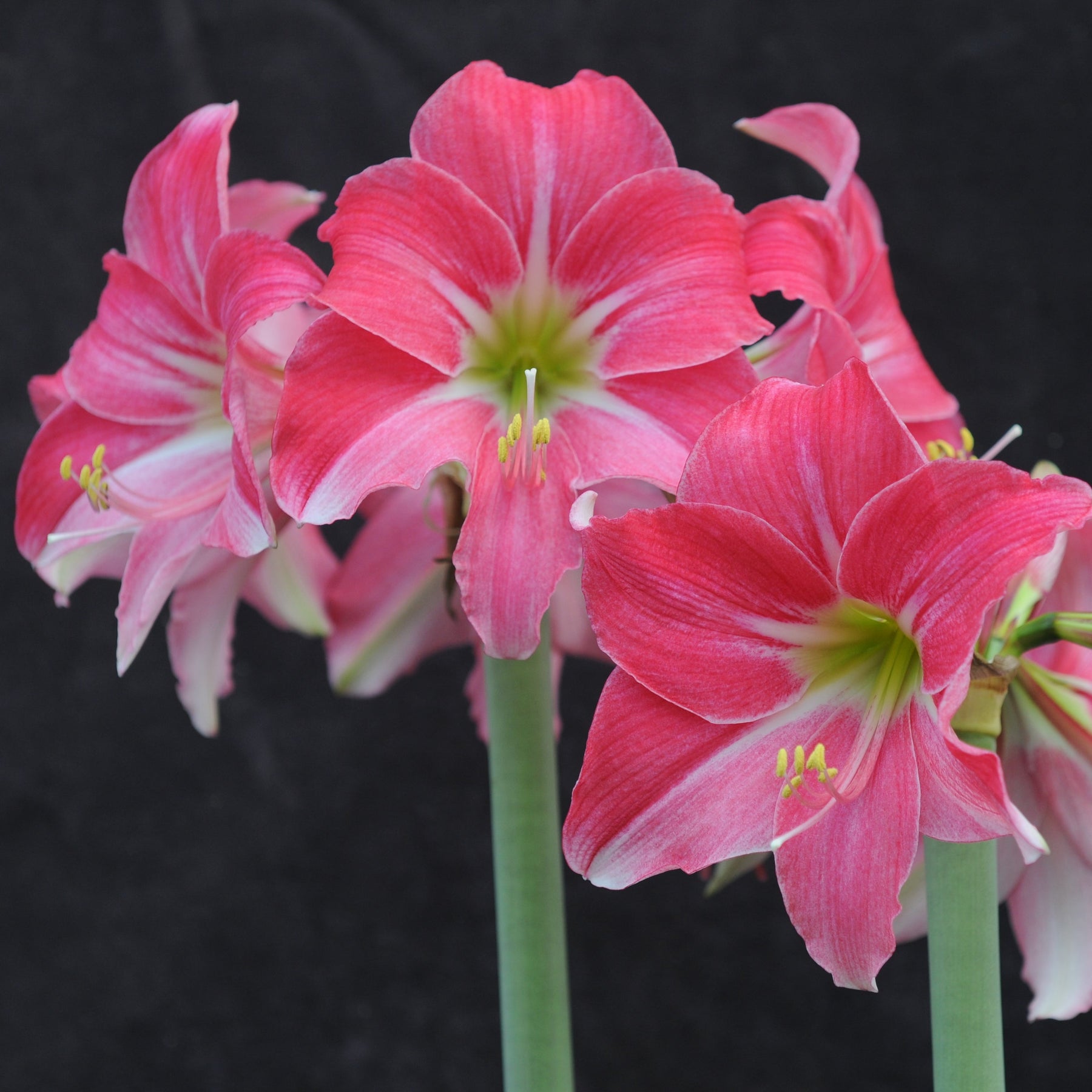 Amaryllis Neon - Amaryllis - Fluwel