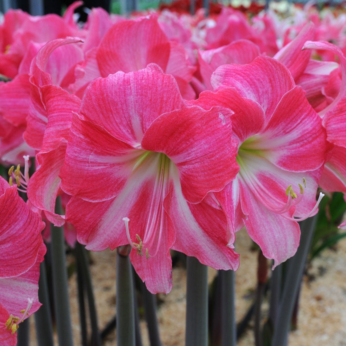 Amaryllis Neon - Amaryllis - Fluwel