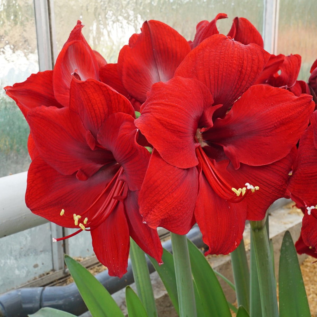Amaryllis Nr. 1250 - Amaryllis - Fluwel