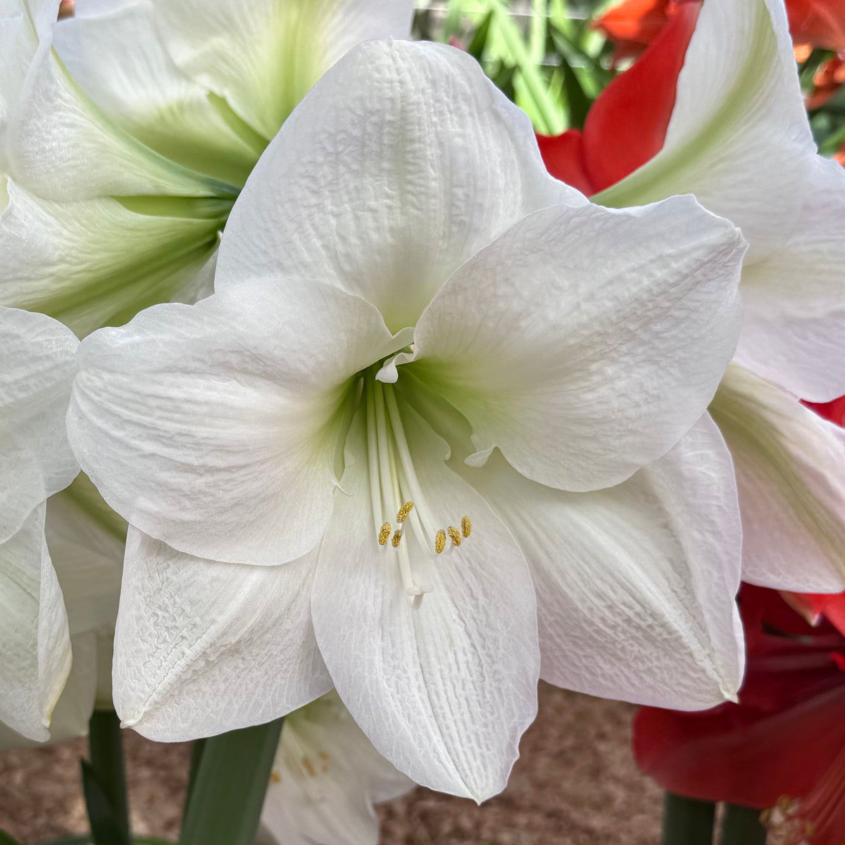 Amaryllis Nr. 180.12 - Amaryllis - Fluwel