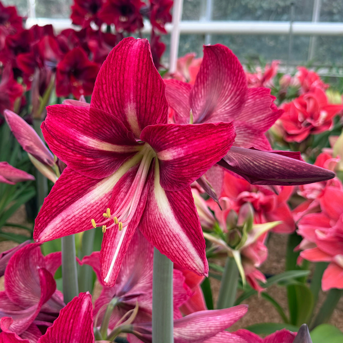Amaryllis Nr. 180.30 - 1 - Amaryllis - Fluwel