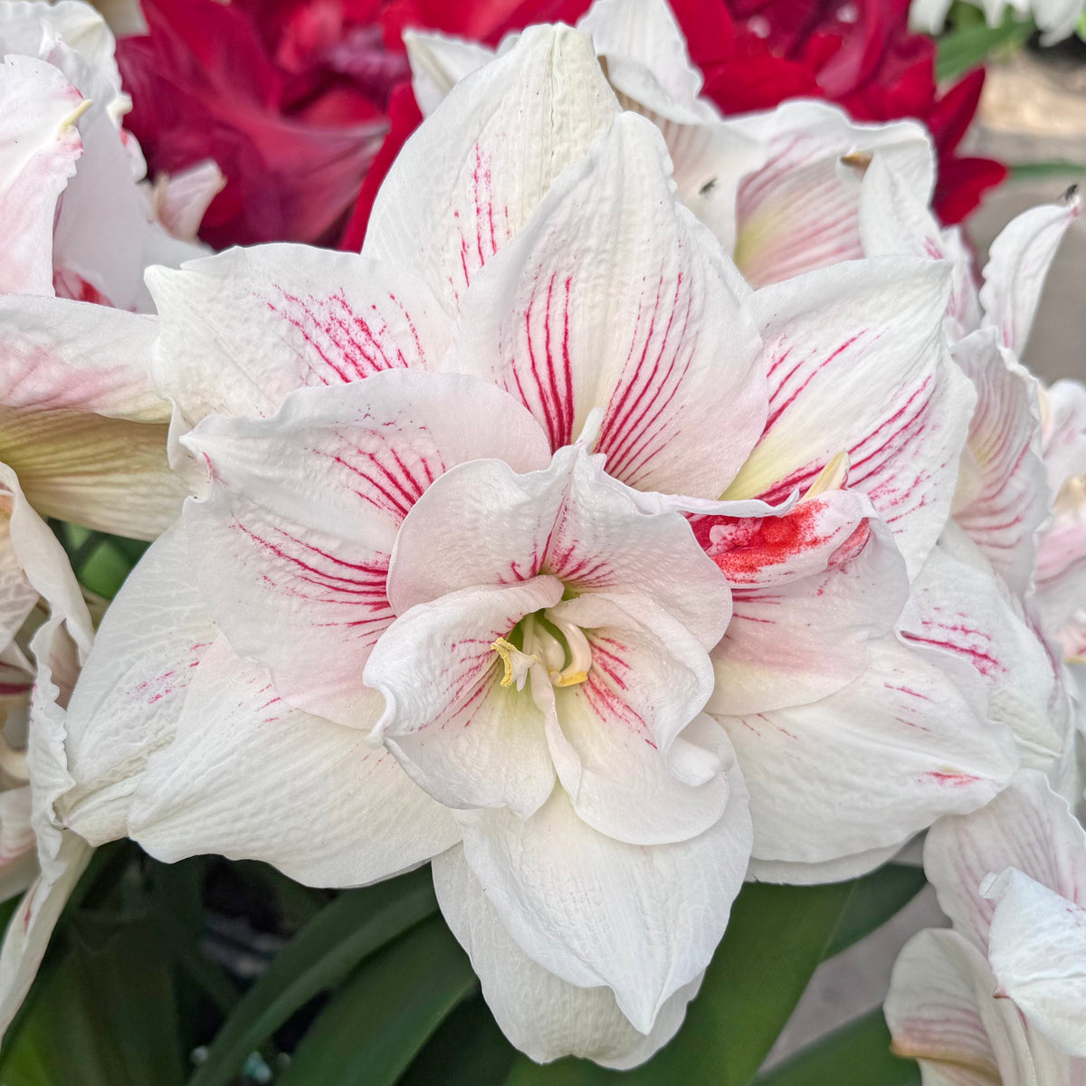 Amaryllis Nr. 44 - Amaryllis - Fluwel