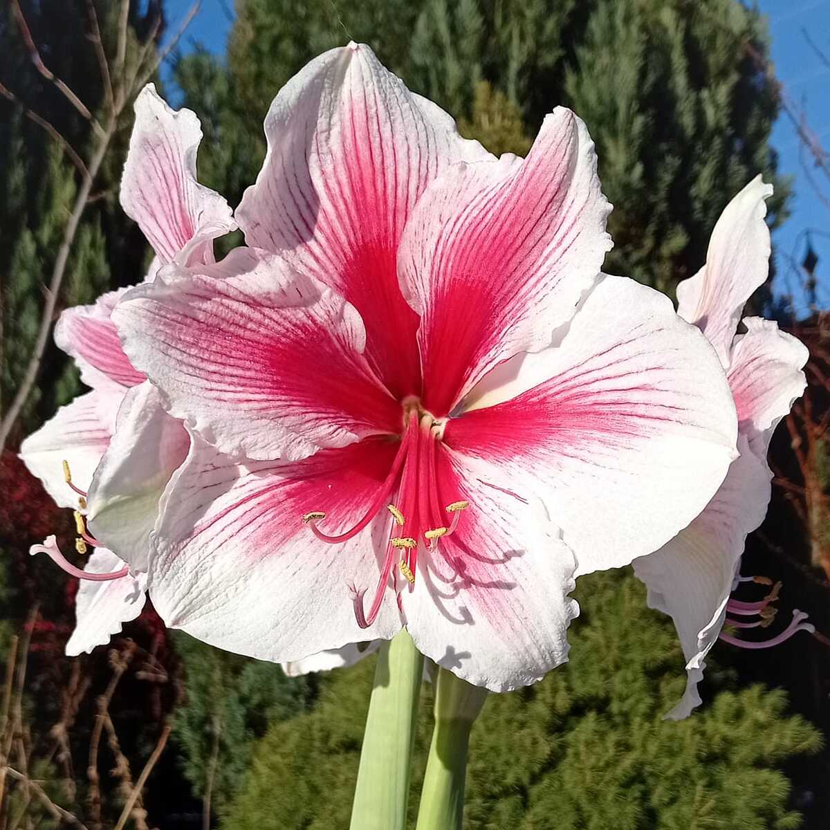 Amaryllis Pink Beauty - Amaryllis - Fluwel