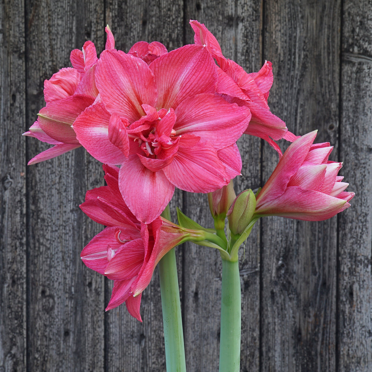 Amaryllis Pink Symphony - Amaryllis - Fluwel