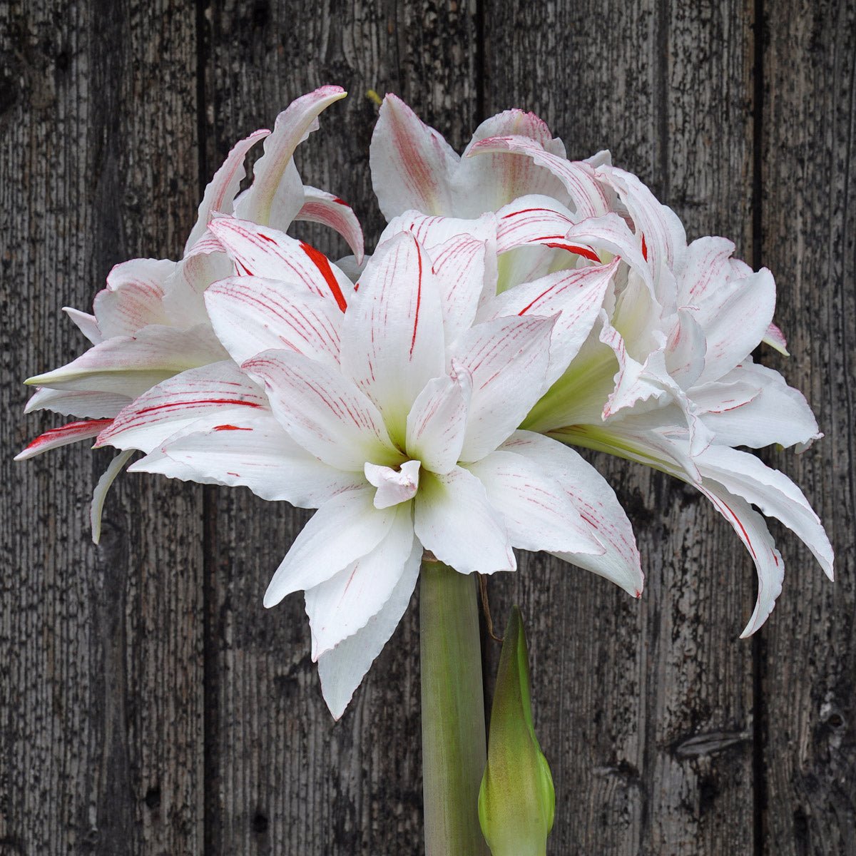 Amaryllis Pretty Amadeus - meerkleurige amaryllis - Fluwel