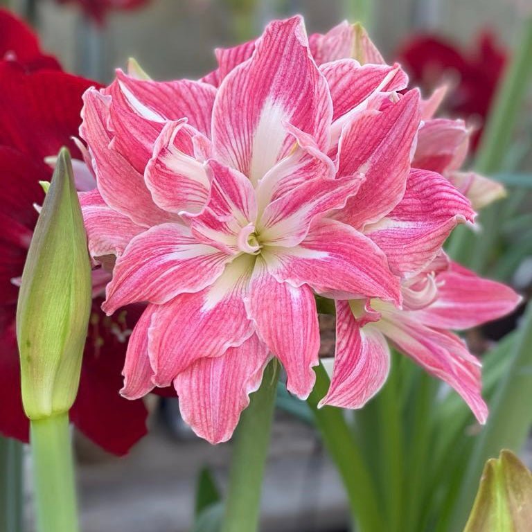 Amaryllis Pretty Nymph - Amaryllis - Fluwel