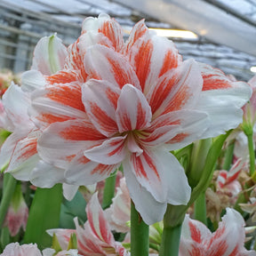 Amaryllis Princess Madeleine - Amaryllis - Fluwel