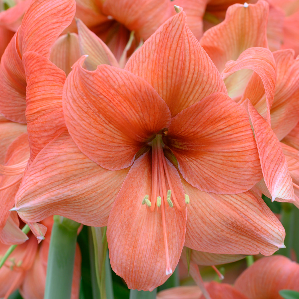 Amaryllis Rilona - Amaryllis - Fluwel