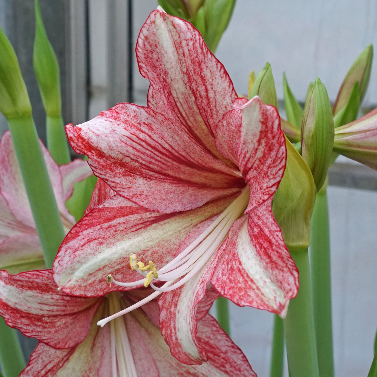 Amaryllis Vincent - Amaryllis - Fluwel