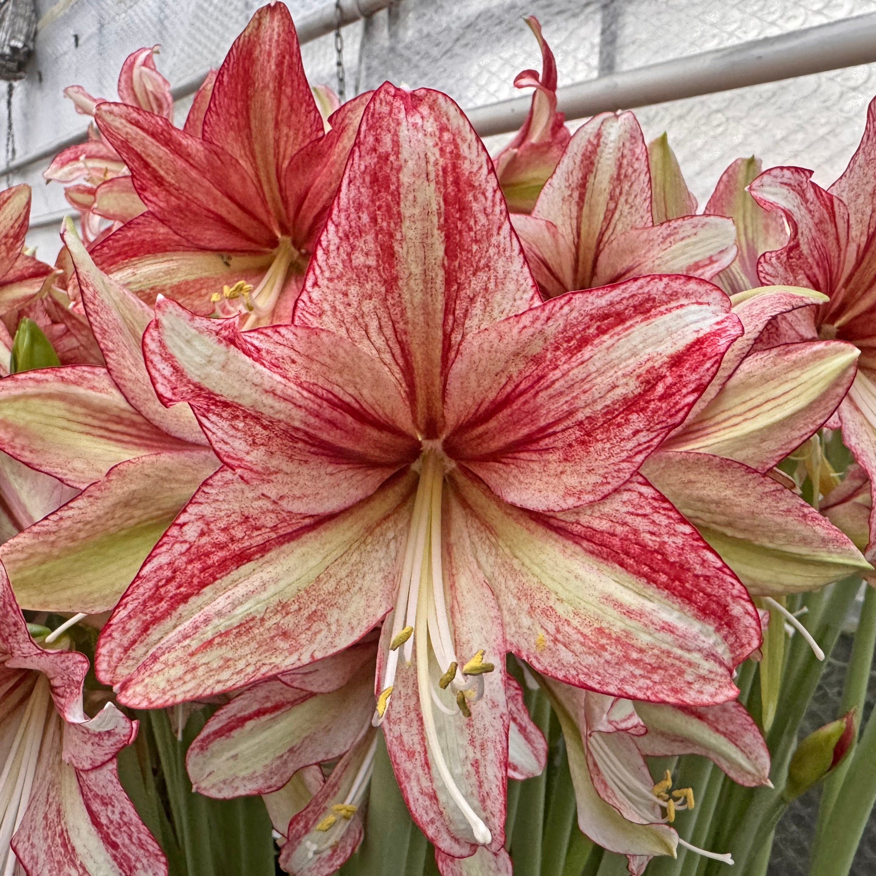 Amaryllis Vincent - Amaryllis - Fluwel