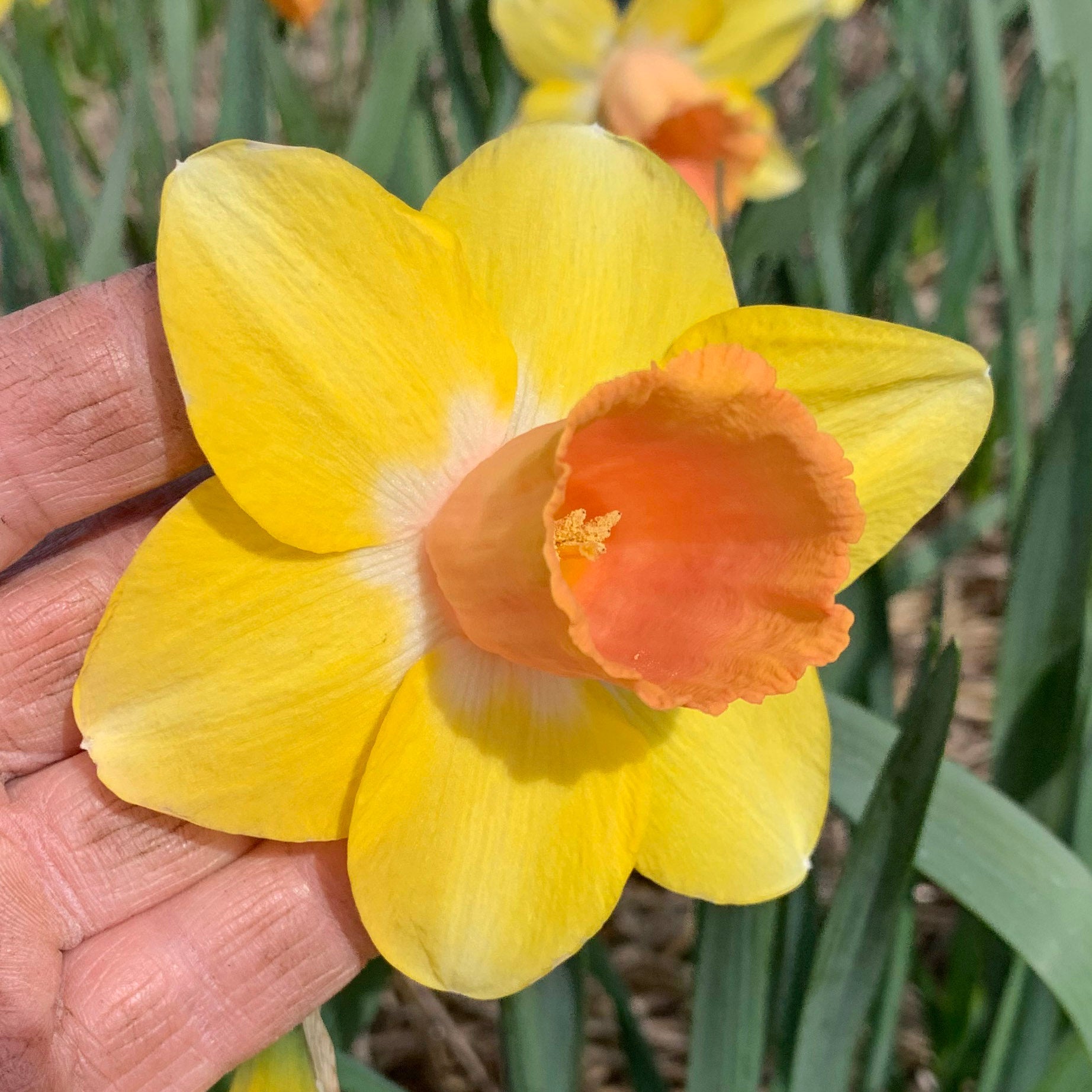 Anna Pavord - Special Narcissus - Fluwel