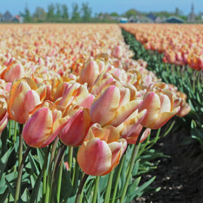 Apricot Foxx - Tulips - Fluwel
